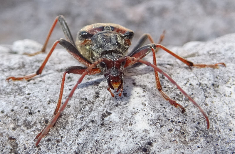 femmina di: Oxymirus cursor - Cerambycidae